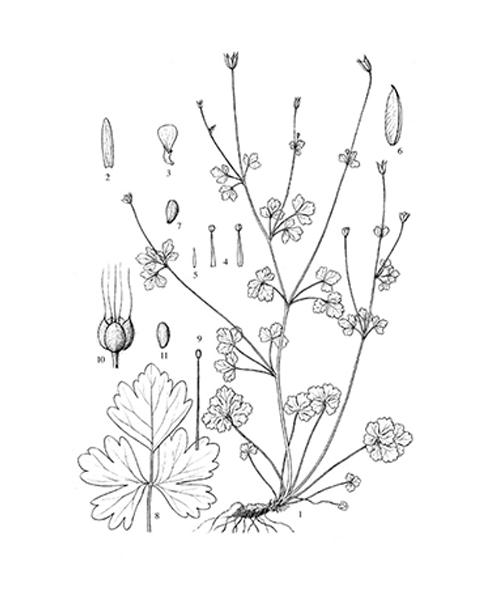 Natural compounds from  Semiaquilegia adoxoides